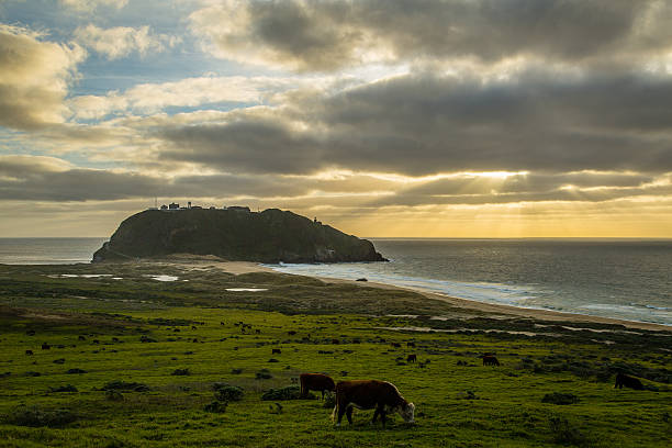 istock Cows grazing near ocean 532116595