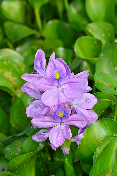 istock Water Hyacinth flowers growing in monoculture 532116748