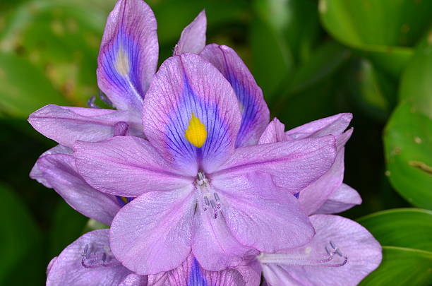 istock Macro of open Water Hyacinth flower 532116784
