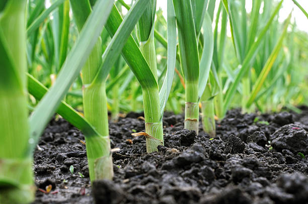 close-up of garlic plantation stock photo