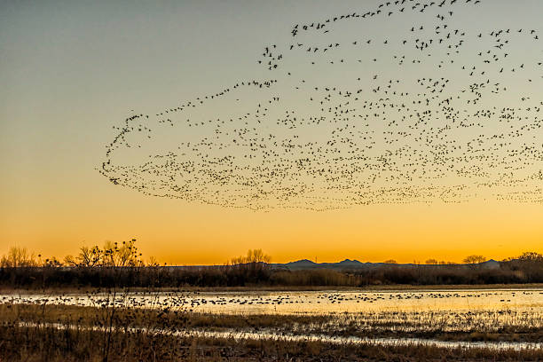 Flock of Sandhill Cranes