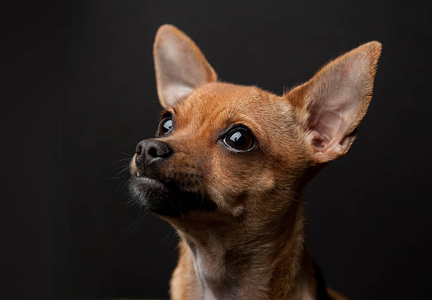 Chihuahua portrait