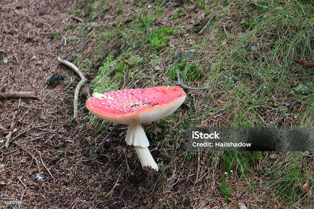 Red Agaric Toadstool Close-up Red Toadstool mushroom on moss coveref forest floor 2015 Stock Photo