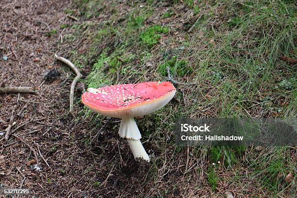 Red Agaric Toadstool Closeup Stock Photo - Download Image Now - 2015, Amanita Parcivolvata, Autumn