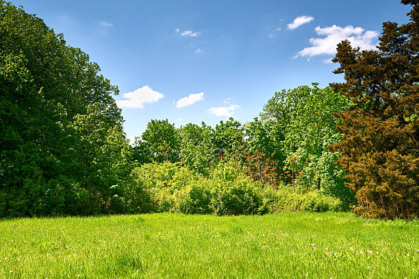 istock forest glade and cloudy sky, beautiful spring landscape at day 532117398