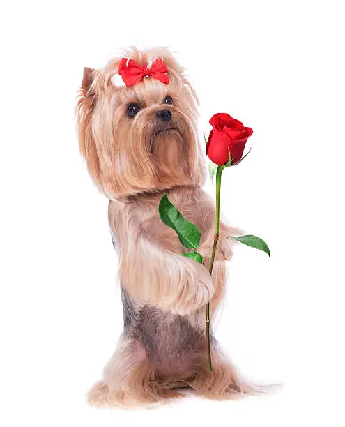 Photo of Yorkshire Terrier dog holding single stem red valentine's day rose