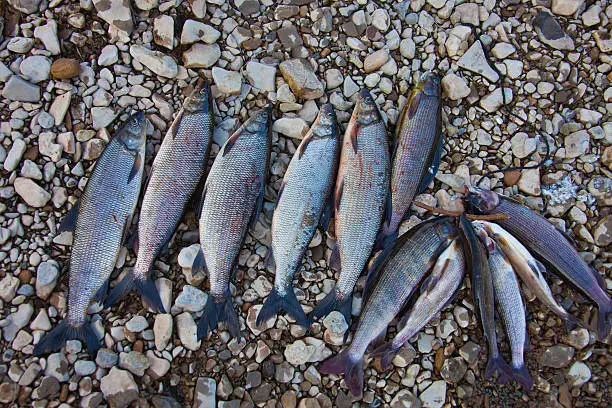 Fishing trophies - whitefish and grayling on the rocky banks of the river. Fishing on the river, Moiero in Evenkia. Russia