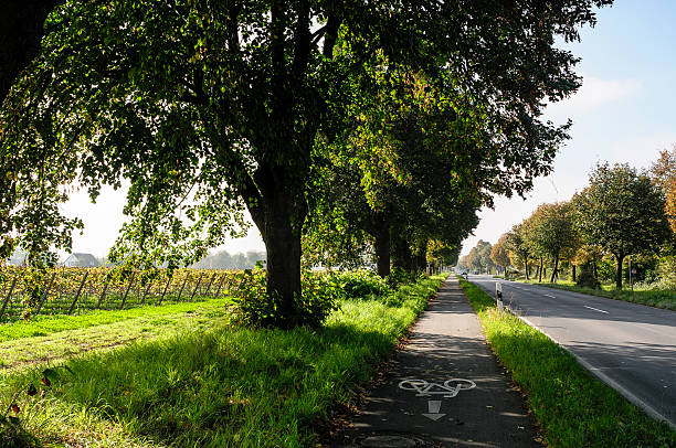 Bikeway under green trees during summer in Germany