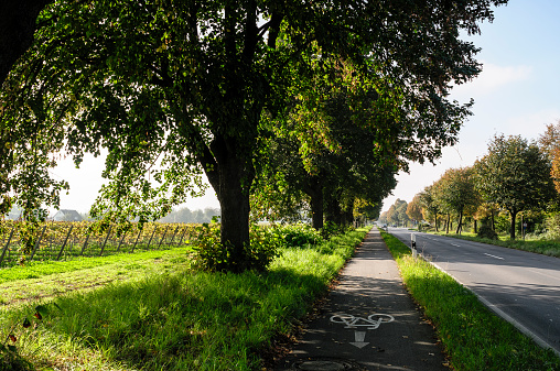 Bikeway under green trees during summer in Germany
