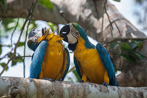 Attentions. Bird family. Blue and Yellow Macaw, Ara Ararauna (Peru) ara arauna stock pictures, royalty-free photos & images