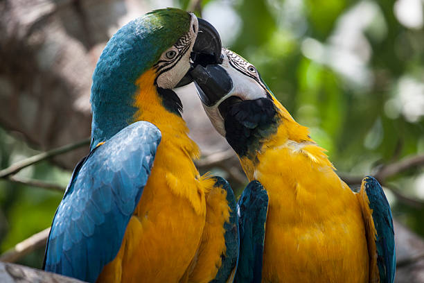 Kiss. Bird family. Blue and Yellow Macaw, Ara Ararauna (Peru) ara arauna stock pictures, royalty-free photos & images