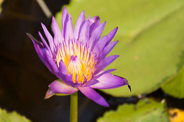 istock Beautiful Purple Lotus 532119760