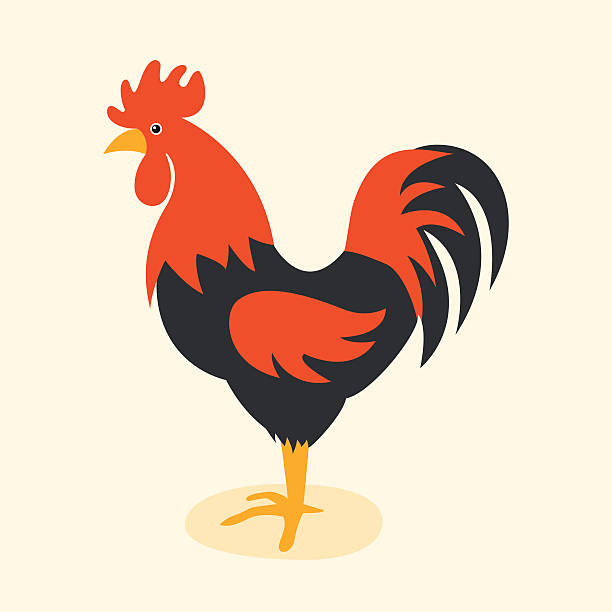 Cute cartoon rooster vector illustration Cute cartoon rooster vector illustration. Cartoon rooster isolated on background. Rooster, cock farm bird. Vector cock farm animal. Cute rooster vector illustration. Rooster farm animal vector. rooster stock illustrations