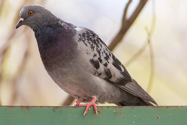 istock pigeon on a fence 532120984