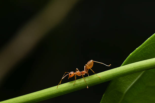 istock World of ant 532121606