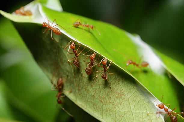 istock World of ant 532122400