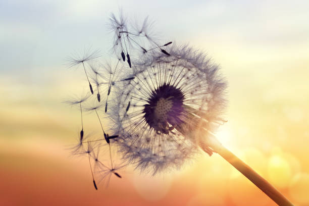 istock Dandelion silhouette against sunset 532122832