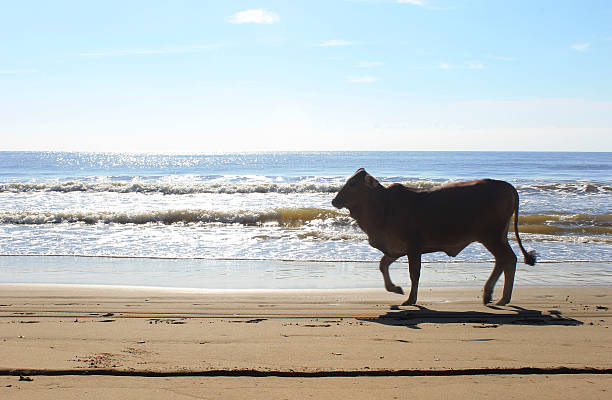 istock cow in the beach 532124220