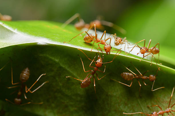 istock World of ant 532124576