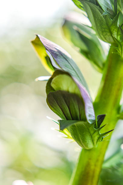Acanthus flowering bud macro