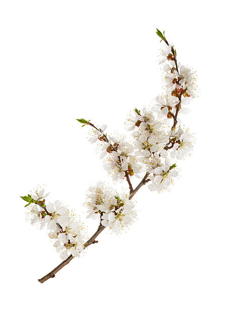 istock Apricot flowers isolated on white. without shadow 532125152