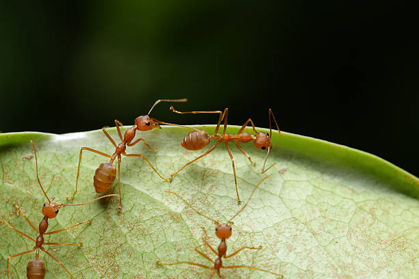 istock World of ant 532125164