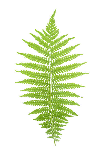 istock Fern isolated on white. without shadow 532125312