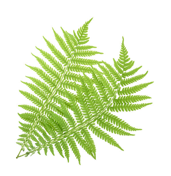 Fern isolated on white. without shadow