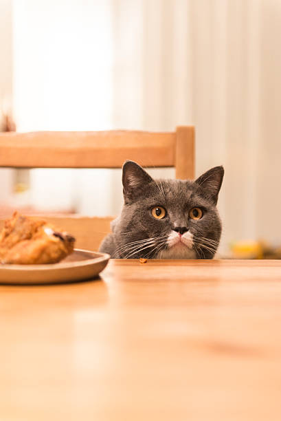 istock The cat sitting at the table 532125374