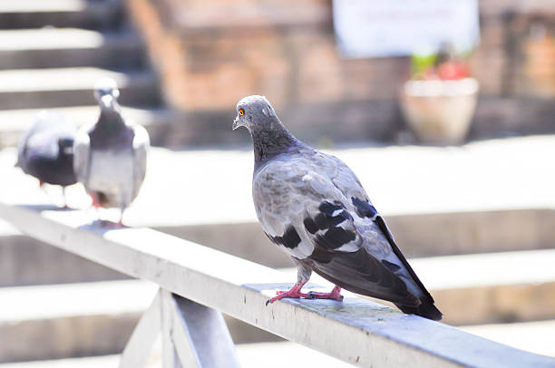 istock doves on the fence 532125554