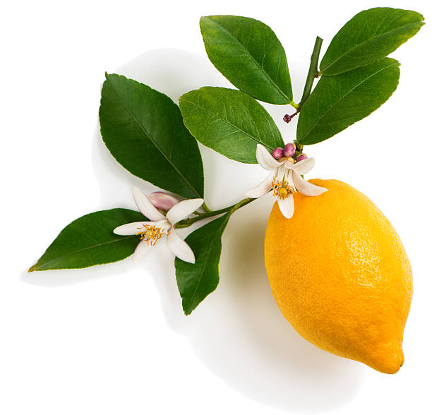 istock Lemon with flowers 532125862