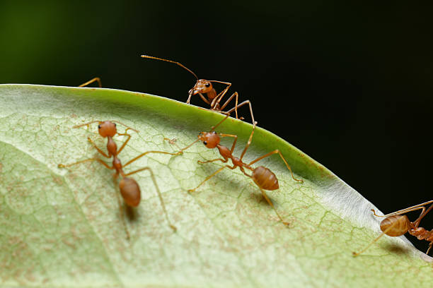 istock World of ant 532125944