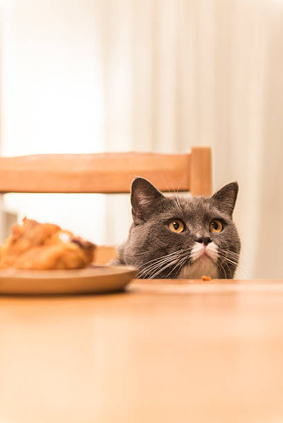 istock The cat sitting at the table 532125950