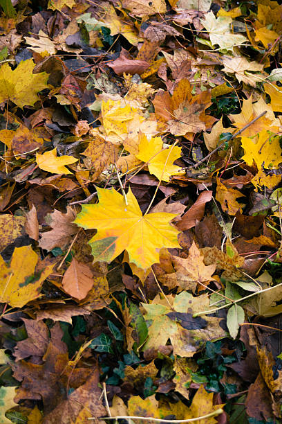 istock Autumn Gold 532126912
