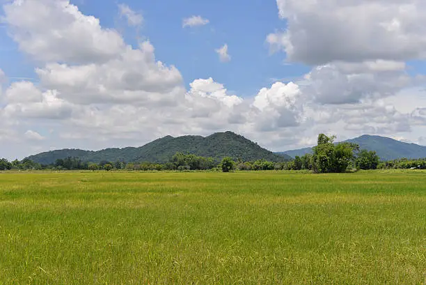 Green ricefield with the bluesky