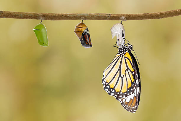 istock Common tiger butterfly emerging from pupa hanging on twig 532127962