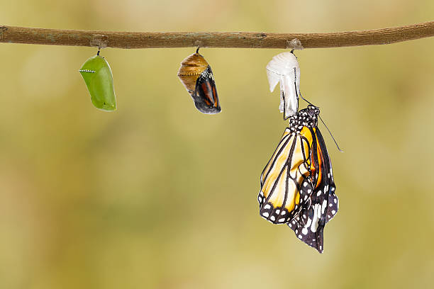 istock Common tiger butterfly emerging from pupa hanging on twig 532128040
