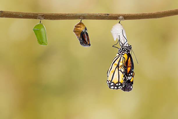 istock Common tiger butterfly emerging from pupa hanging on twig 532128108