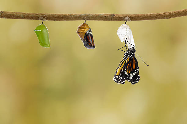 istock Common tiger butterfly emerging from pupa hanging on twig 532128154