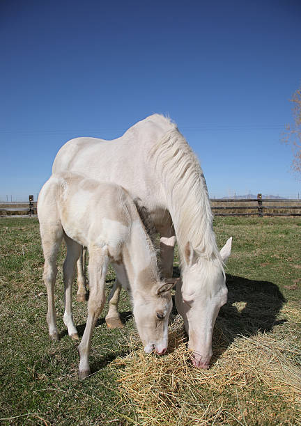 mare y potro de lactancia - foal mare horse newborn animal fotografías e imágenes de stock