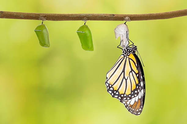 istock Common tiger butterfly emerging from pupa hanging on twig 532128256