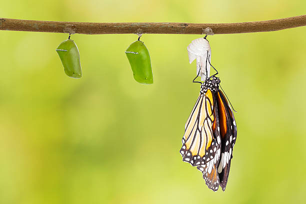 istock Common tiger butterfly emerging from pupa hanging on twig 532128322