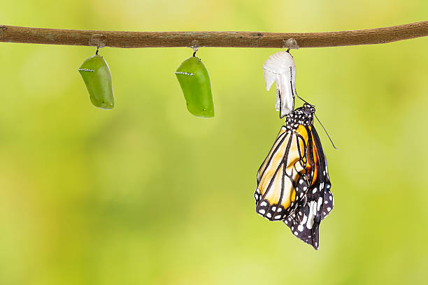 istock Common tiger butterfly emerging from pupa hanging on twig 532128396