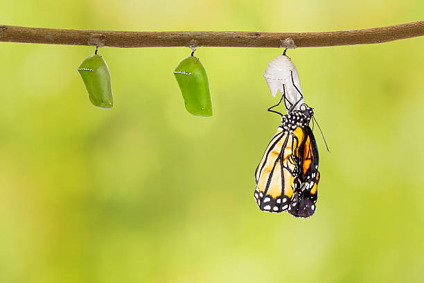 istock Common tiger butterfly emerging from pupa hanging on twig 532128472