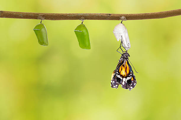istock Common tiger butterfly emerging from pupa hanging on twig 532128716