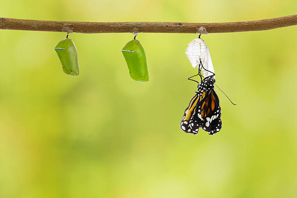 istock Common tiger butterfly emerging from pupa hanging on twig 532128776