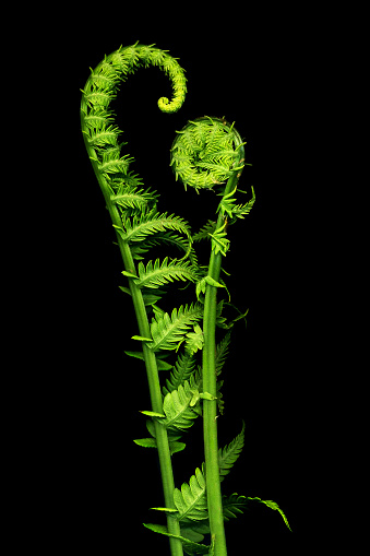 Two fiddlehead ferns, isolated on black