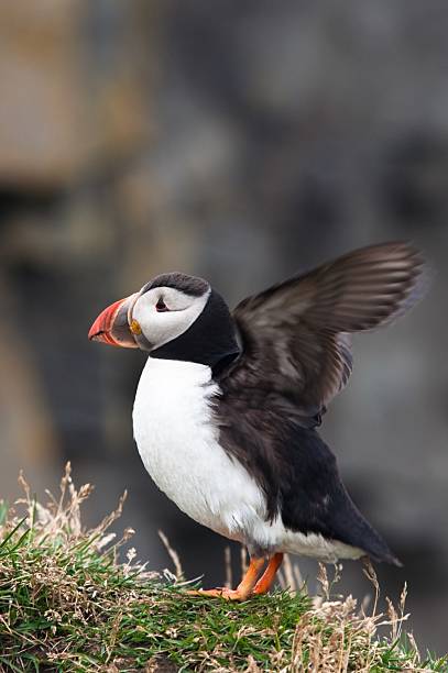 istock cute puffin bird spreading wings 532129470