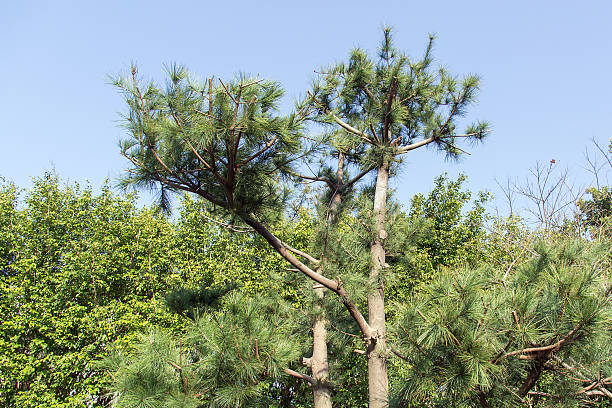 istock pine in a garden 532129610