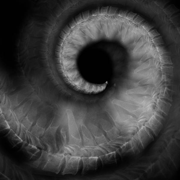 istock Spiral montage of neck xrays 532130191
